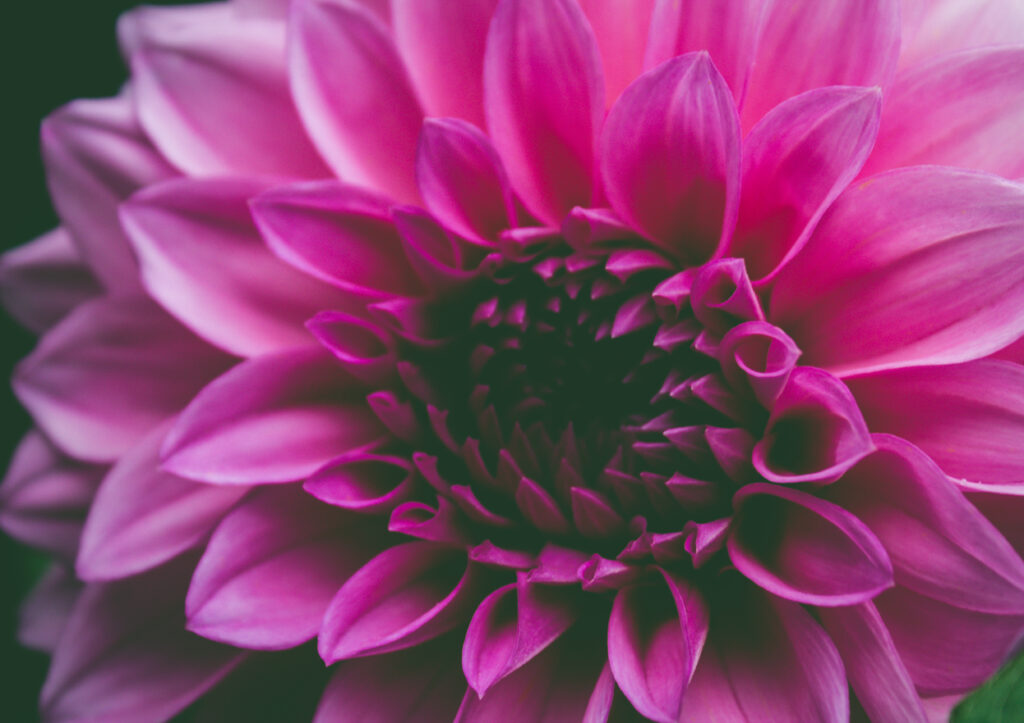 Zenflore: A Natural Approach to Gut Health
