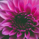 Zenflore: A Natural Approach to Gut Health