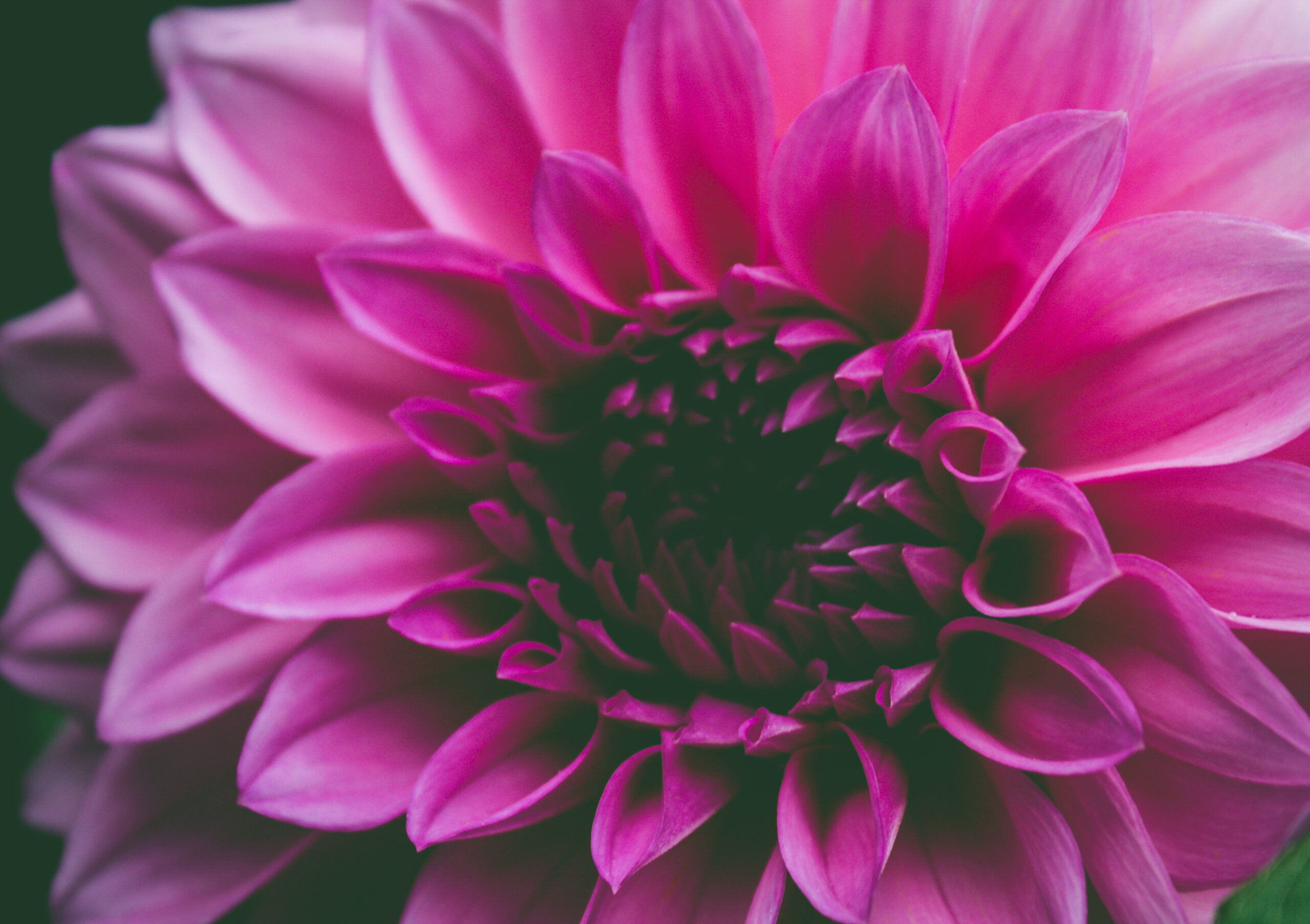 Zenflore: A Natural Approach to Gut Health