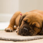 Trusted Septic Pumping Service in Downey Region